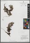 Foto von Salix serpyllifolia Scop.